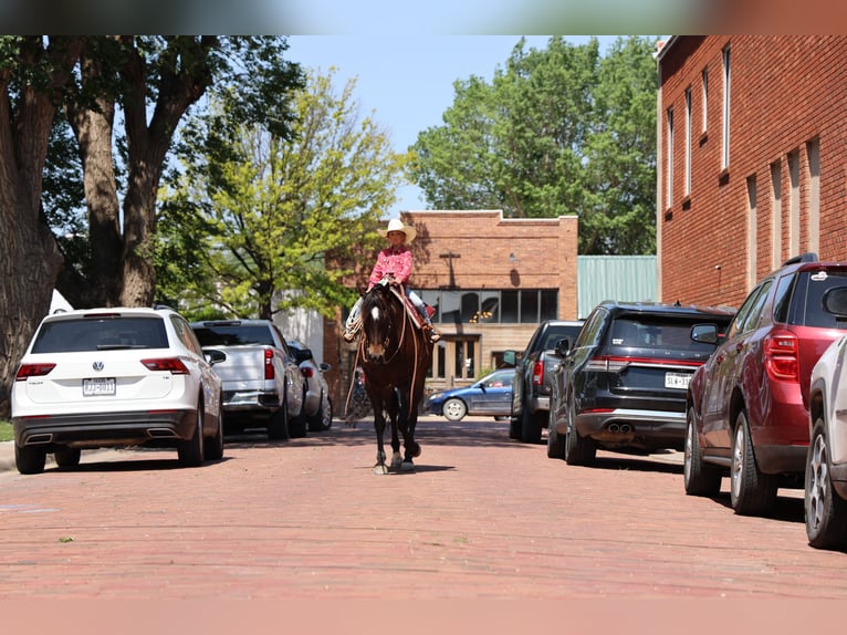 American Quarter Horse Castrone 6 Anni 152 cm Morello in Dalhart, TX