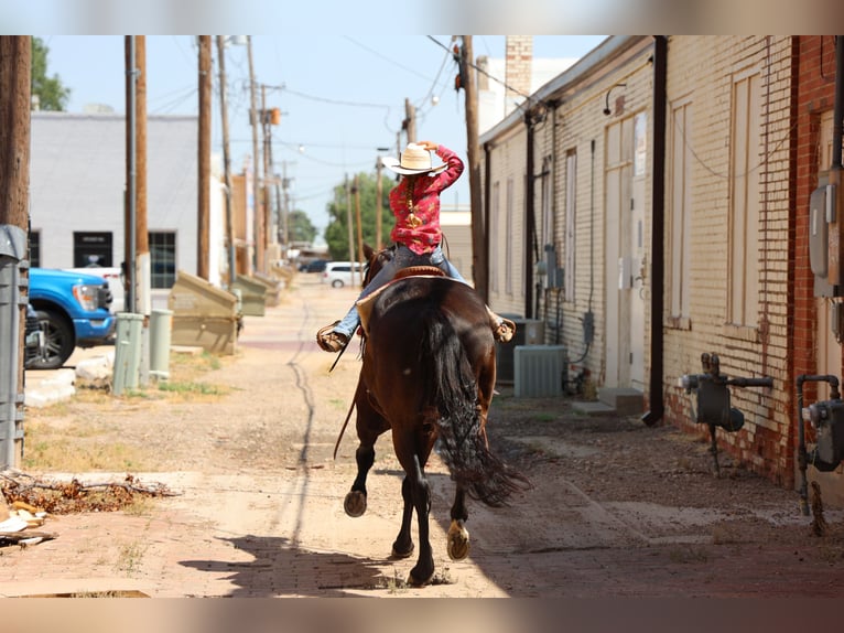 American Quarter Horse Castrone 6 Anni 152 cm Morello in Dalhart, TX