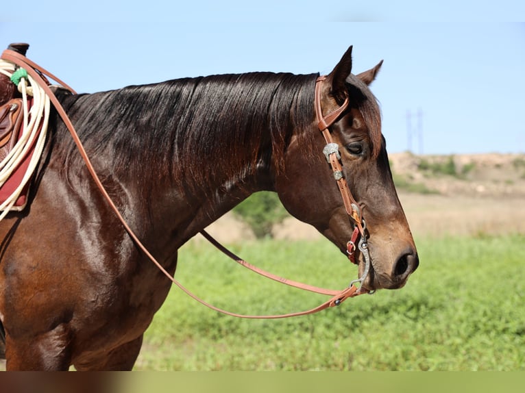 American Quarter Horse Castrone 6 Anni 152 cm Morello in Dalhart, TX