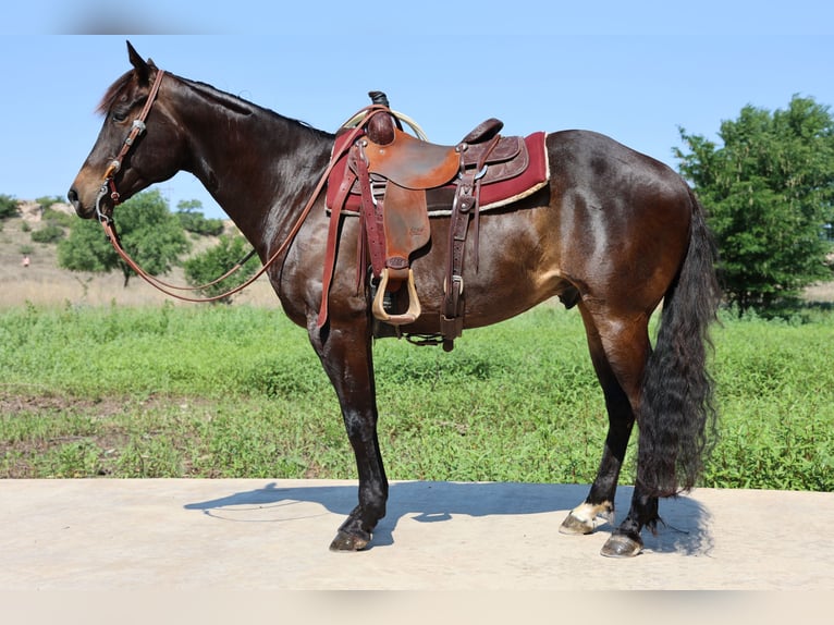 American Quarter Horse Castrone 6 Anni 152 cm Morello in Dalhart, TX