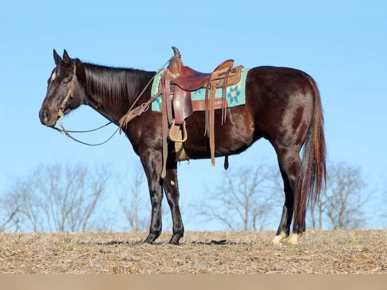 American Quarter Horse Castrone 6 Anni 152 cm Morello in Tionesta