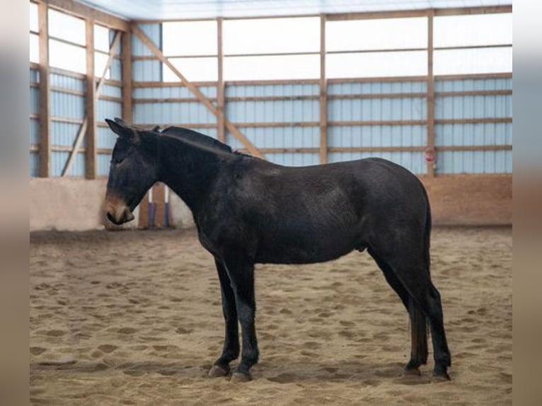 American Quarter Horse Castrone 6 Anni 152 cm Morello in Everett, PA