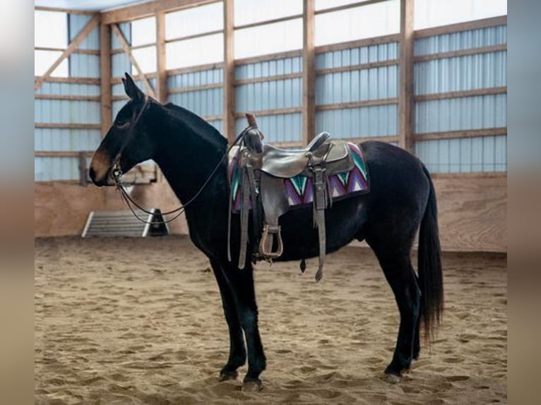 American Quarter Horse Castrone 6 Anni 152 cm Morello in Everett, PA