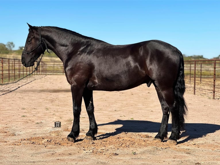 American Quarter Horse Castrone 6 Anni 152 cm Morello in Jacksboro Tx