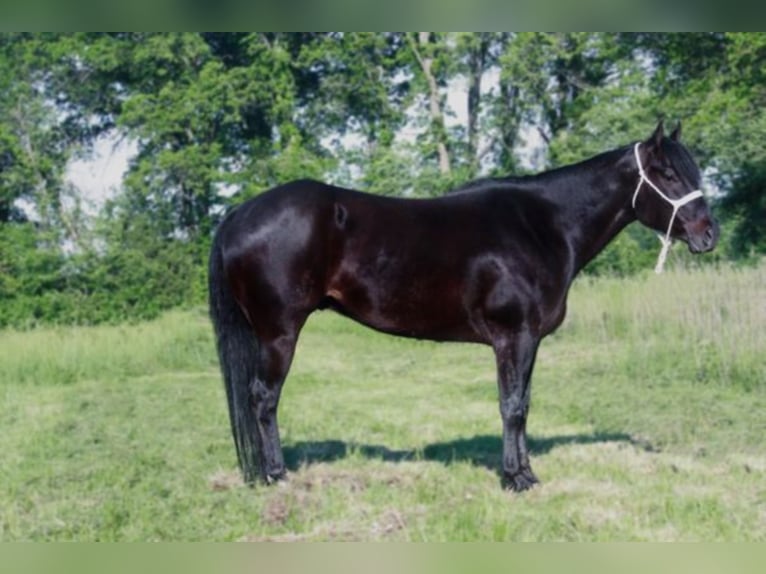 American Quarter Horse Castrone 6 Anni 152 cm Morello in Walkerton IN