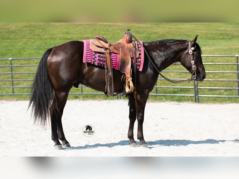 American Quarter Horse Castrone 6 Anni 152 cm Morello in Fredericksburg