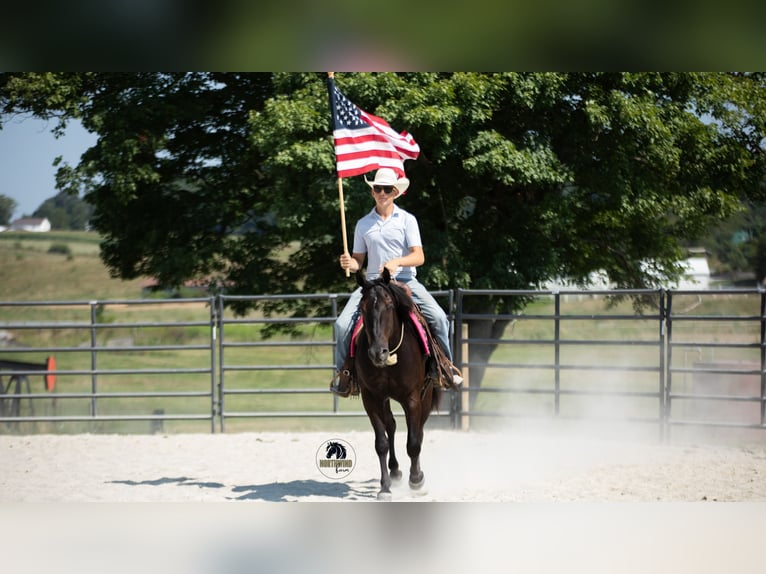American Quarter Horse Castrone 6 Anni 152 cm Morello in Fredericksburg