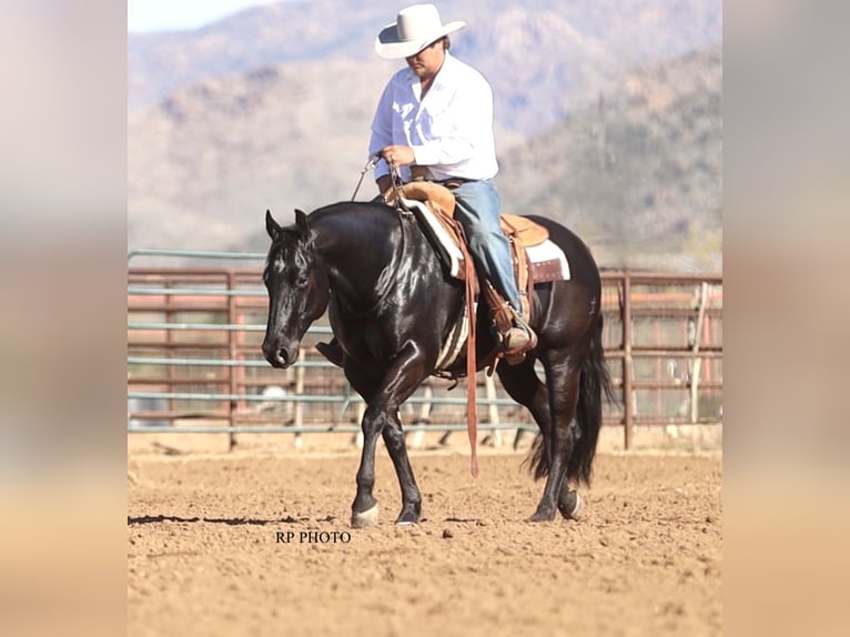 American Quarter Horse Castrone 6 Anni 152 cm Morello in Congress