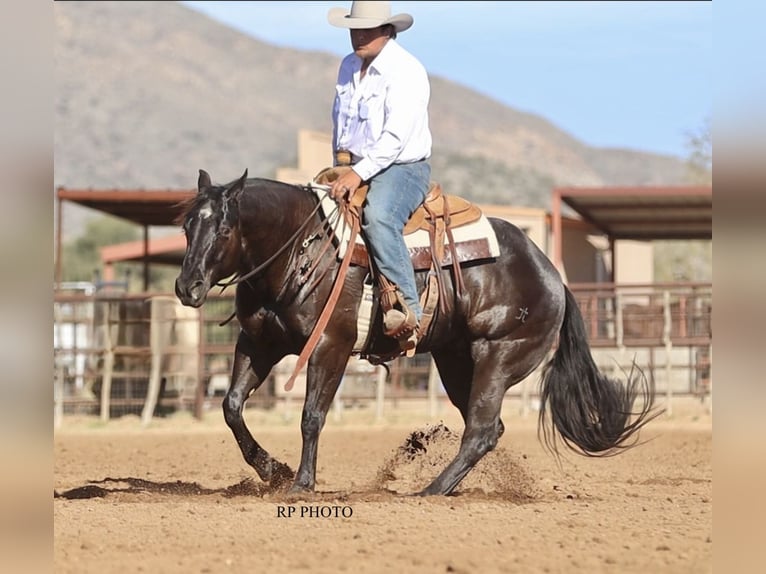 American Quarter Horse Castrone 6 Anni 152 cm Morello in Congress