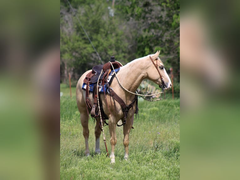 American Quarter Horse Castrone 6 Anni 152 cm Palomino in Morgan MIll TX