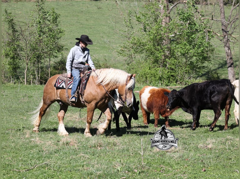 American Quarter Horse Castrone 6 Anni 152 cm Palomino in Mount Vernon