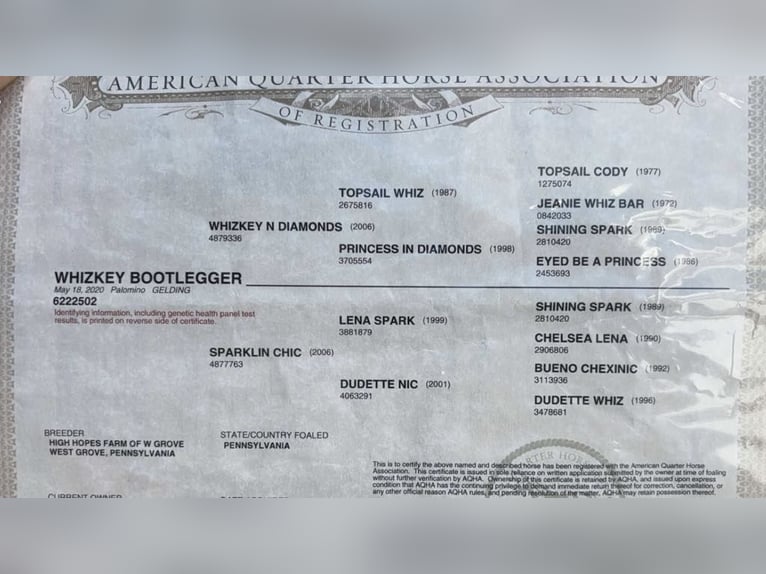 American Quarter Horse Castrone 6 Anni 152 cm Palomino in Mountain Grove Mo