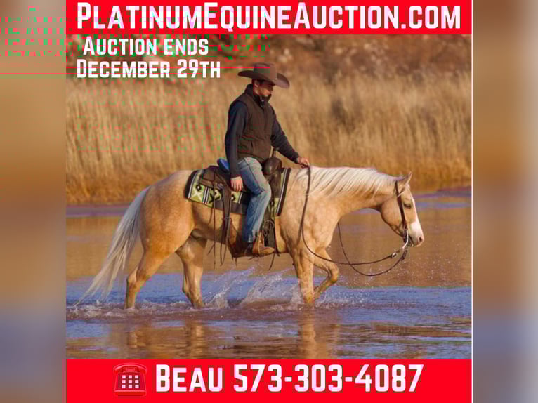 American Quarter Horse Castrone 6 Anni 152 cm Palomino in Mountain Grove Mo