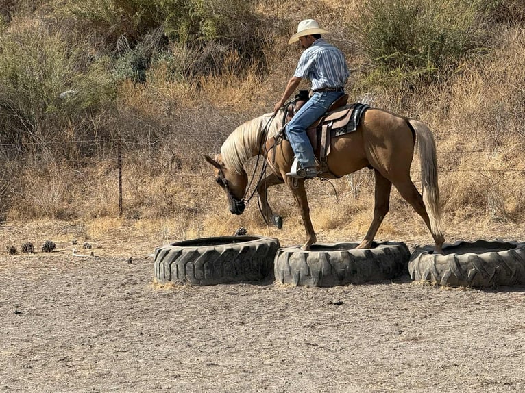 American Quarter Horse Castrone 6 Anni 152 cm Palomino in Paicines CA