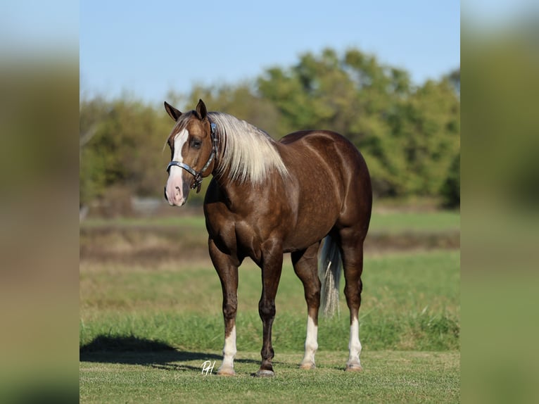 American Quarter Horse Castrone 6 Anni 152 cm Palomino in Buffalo