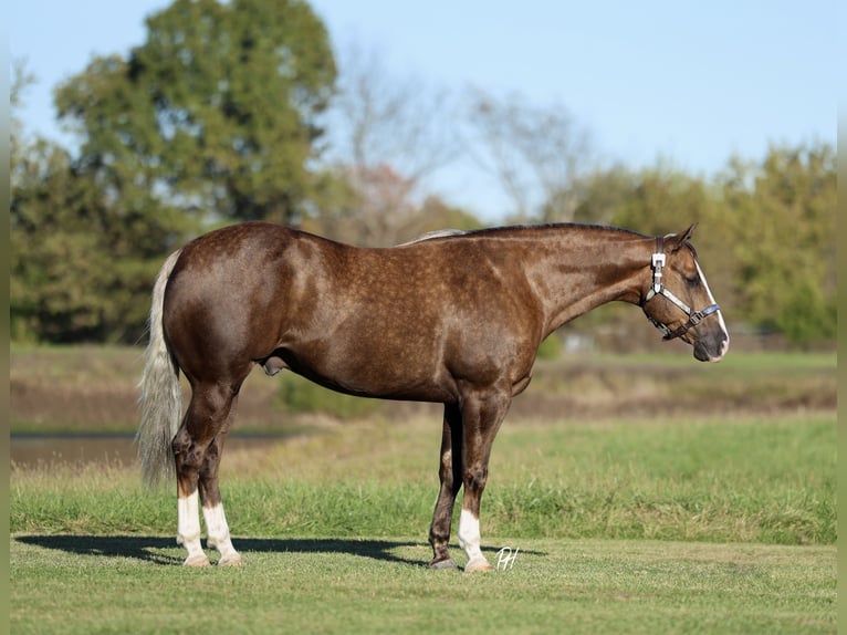 American Quarter Horse Castrone 6 Anni 152 cm Palomino in Buffalo