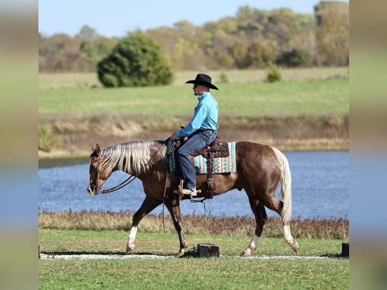 American Quarter Horse Castrone 6 Anni 152 cm Palomino in Buffalo