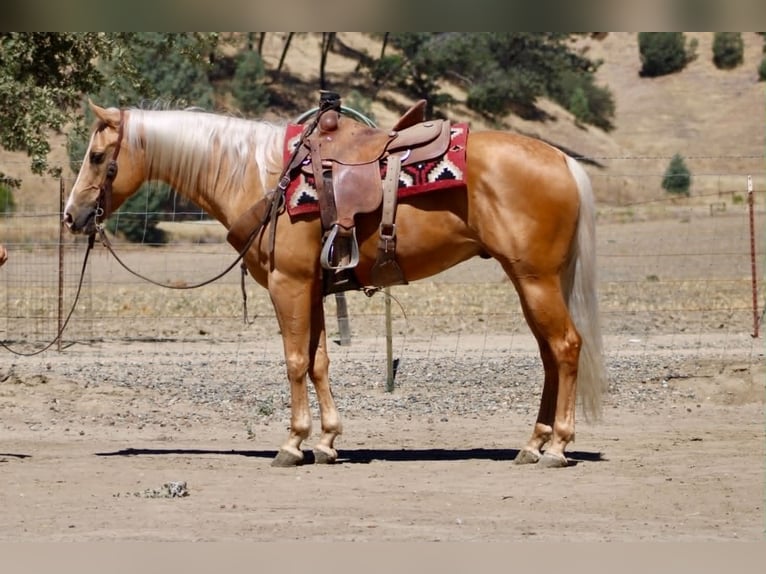 American Quarter Horse Castrone 6 Anni 152 cm Palomino in Tres Pinos
