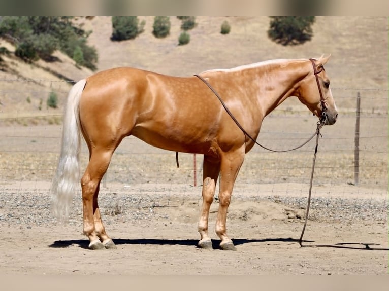 American Quarter Horse Castrone 6 Anni 152 cm Palomino in Tres Pinos