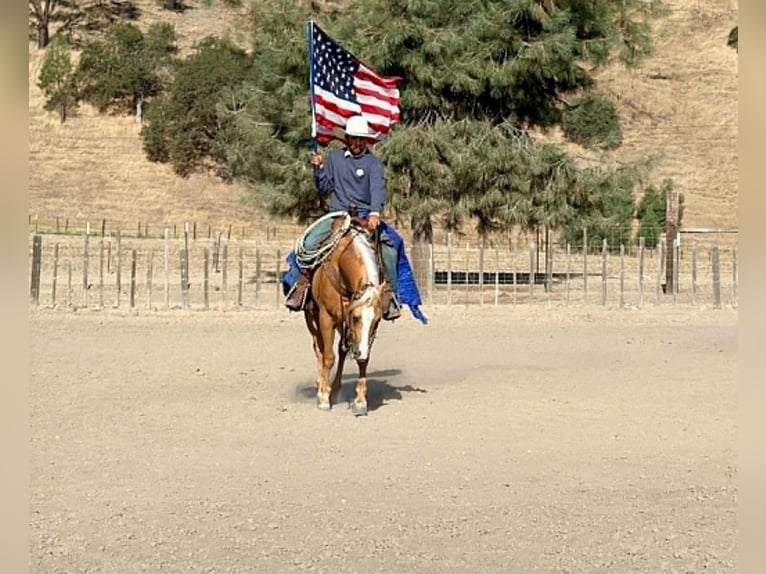 American Quarter Horse Castrone 6 Anni 152 cm Palomino in Tres Pinos