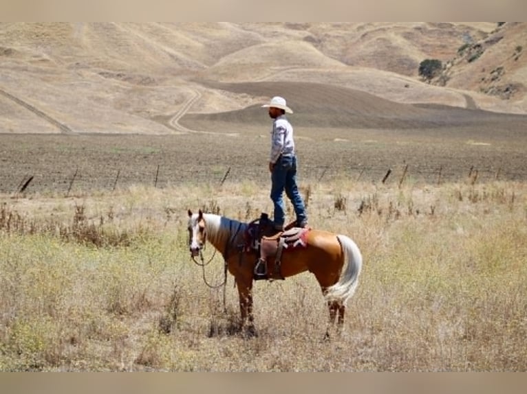 American Quarter Horse Castrone 6 Anni 152 cm Palomino in Tres Pinos