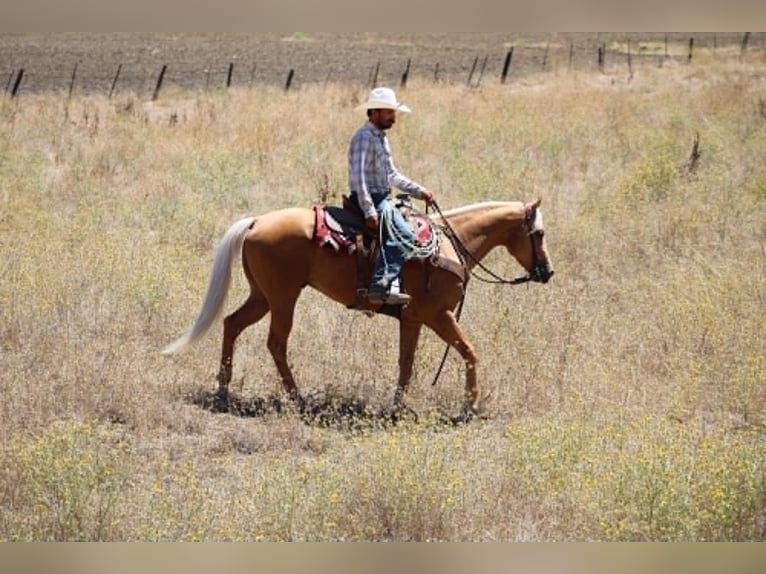 American Quarter Horse Castrone 6 Anni 152 cm Palomino in Tres Pinos