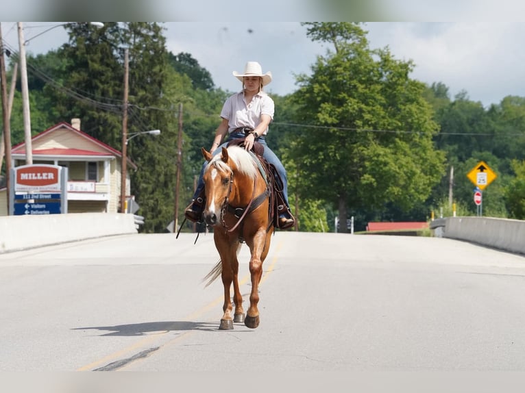 American Quarter Horse Castrone 6 Anni 152 cm Palomino in Clarion