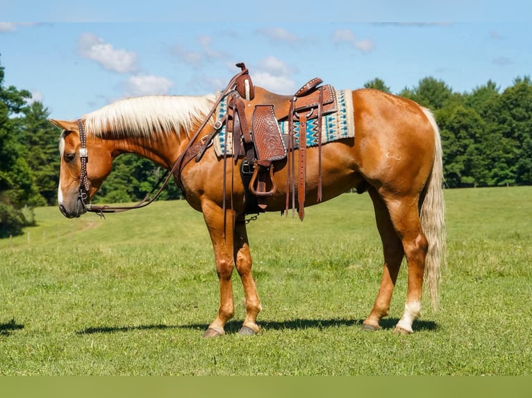 American Quarter Horse Castrone 6 Anni 152 cm Palomino in Clarion