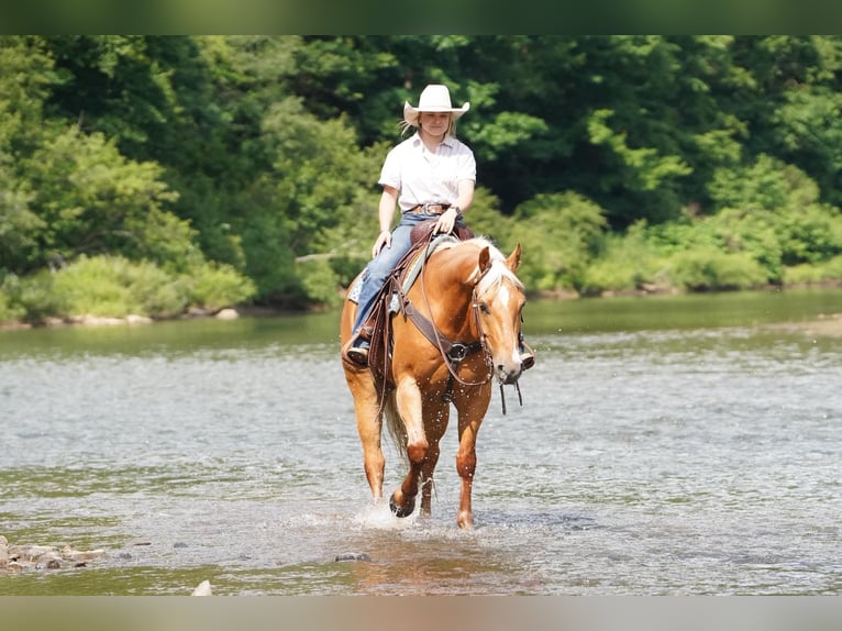 American Quarter Horse Castrone 6 Anni 152 cm Palomino in Clarion