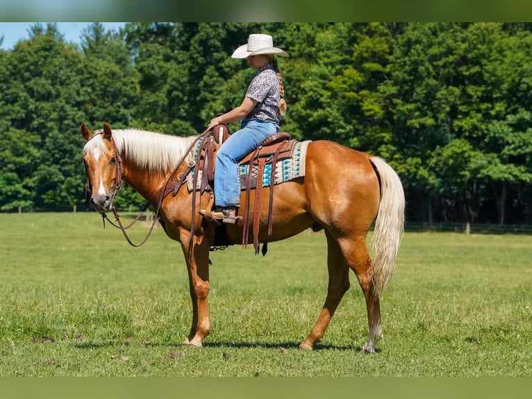 American Quarter Horse Castrone 6 Anni 152 cm Palomino in Clarion