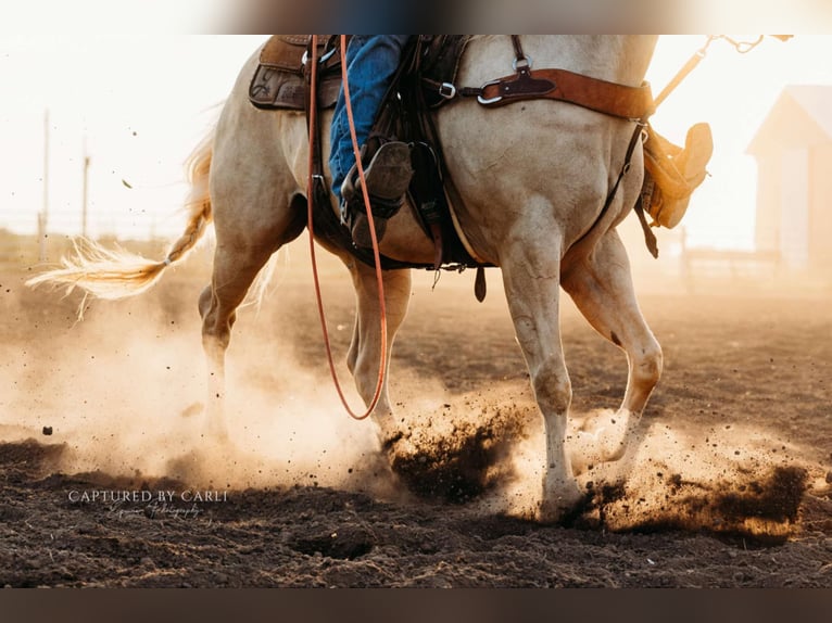 American Quarter Horse Castrone 6 Anni 152 cm Palomino in Lewistown