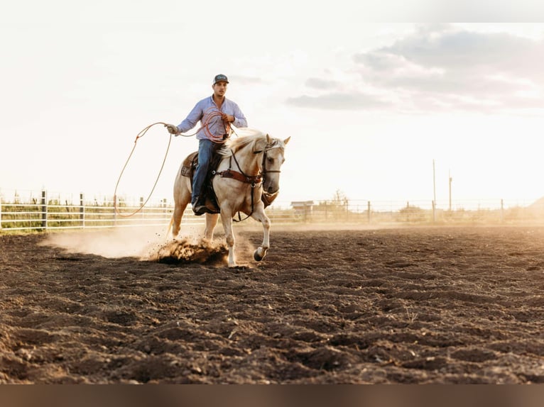 American Quarter Horse Castrone 6 Anni 152 cm Palomino in Lewistown