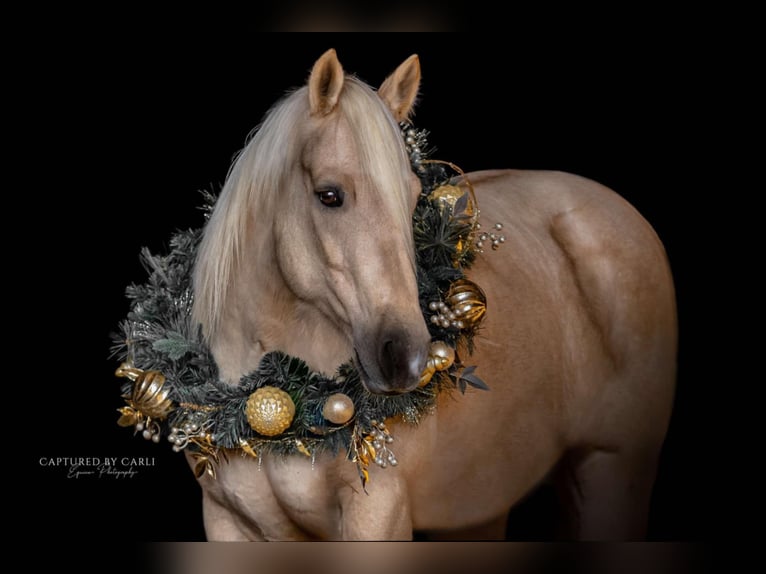 American Quarter Horse Castrone 6 Anni 152 cm Palomino in Lewistown