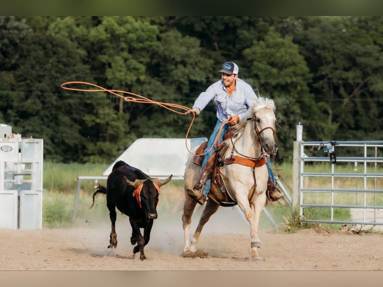 American Quarter Horse Castrone 6 Anni 152 cm Palomino in Lewistown