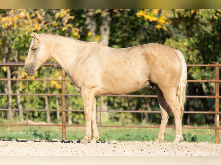 American Quarter Horse Castrone 6 Anni 152 cm Palomino in Lewistown