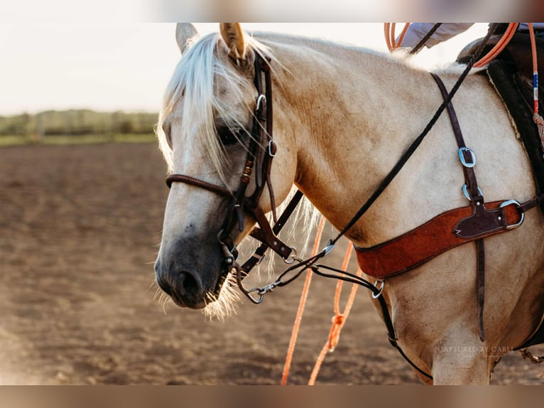 American Quarter Horse Castrone 6 Anni 152 cm Palomino in Lewistown