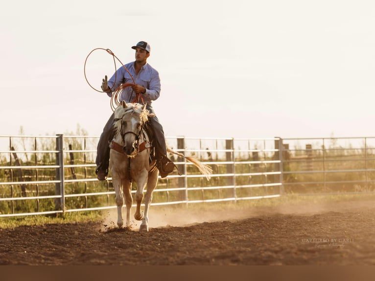 American Quarter Horse Castrone 6 Anni 152 cm Palomino in Lewistown