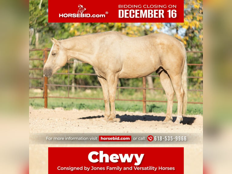 American Quarter Horse Castrone 6 Anni 152 cm Palomino in Lewistown