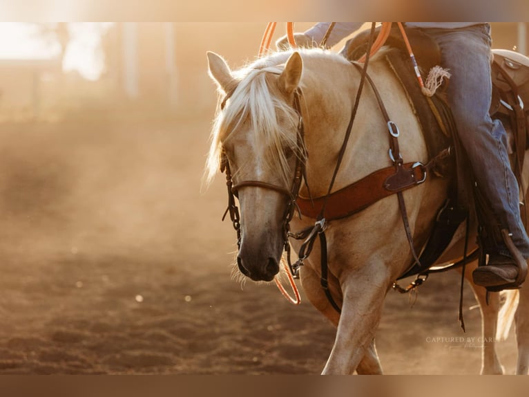 American Quarter Horse Castrone 6 Anni 152 cm Palomino in Lewistown