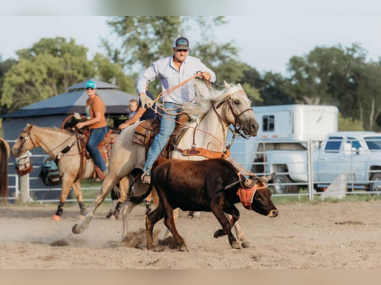 American Quarter Horse Castrone 6 Anni 152 cm Palomino in Lewistown