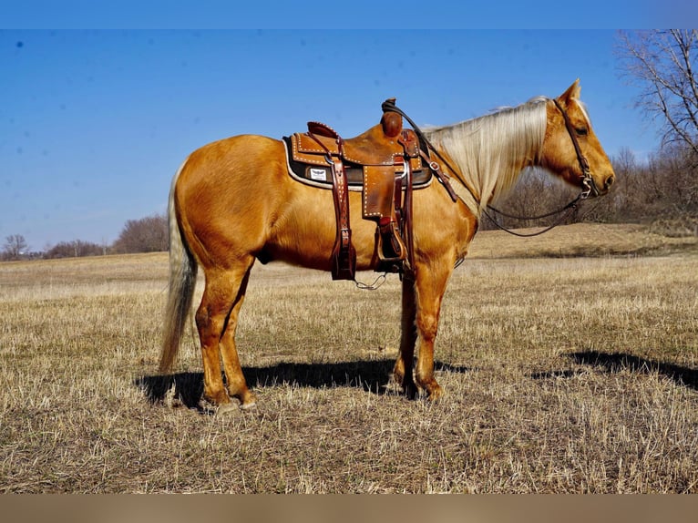 American Quarter Horse Castrone 6 Anni 152 cm Palomino in Brandon