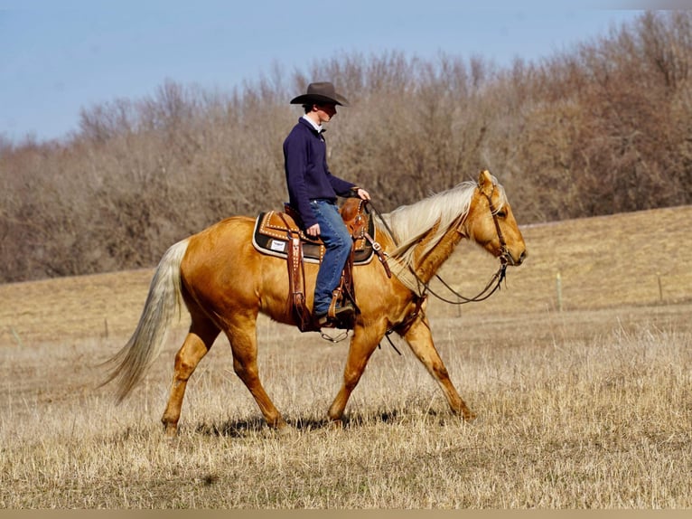 American Quarter Horse Castrone 6 Anni 152 cm Palomino in Brandon