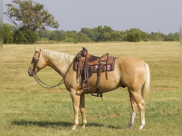 American Quarter Horse Castrone 6 Anni 152 cm Palomino in Buffalo, MO