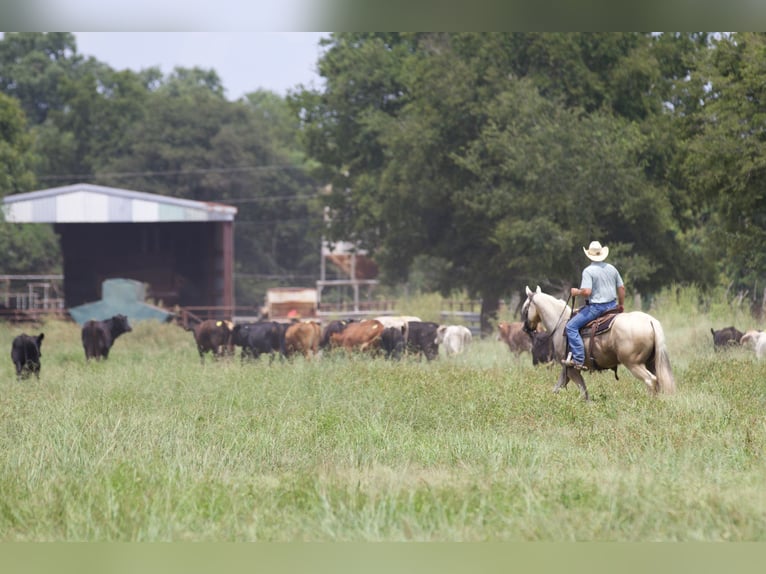 American Quarter Horse Castrone 6 Anni 152 cm Palomino in Collinsville