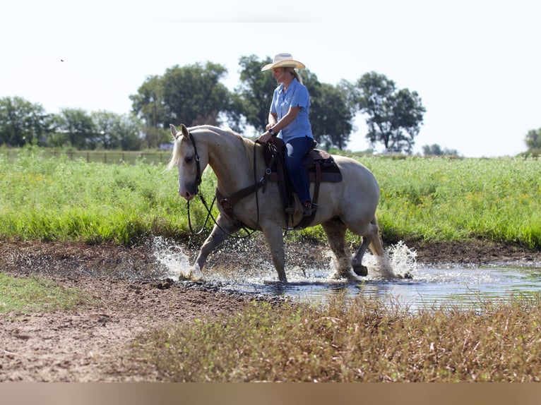 American Quarter Horse Castrone 6 Anni 152 cm Palomino in Collinsville