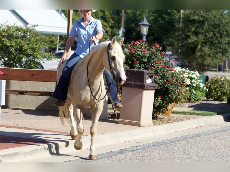 American Quarter Horse Castrone 6 Anni 152 cm Palomino in Collinsville