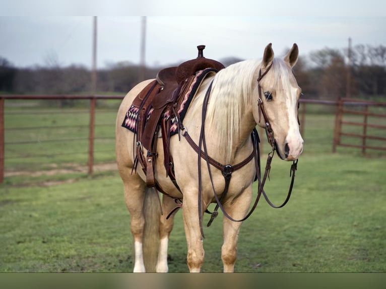 American Quarter Horse Castrone 6 Anni 152 cm Palomino in Collinsville