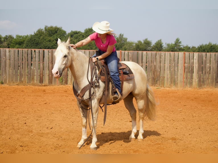 American Quarter Horse Castrone 6 Anni 152 cm Palomino in Collinsville