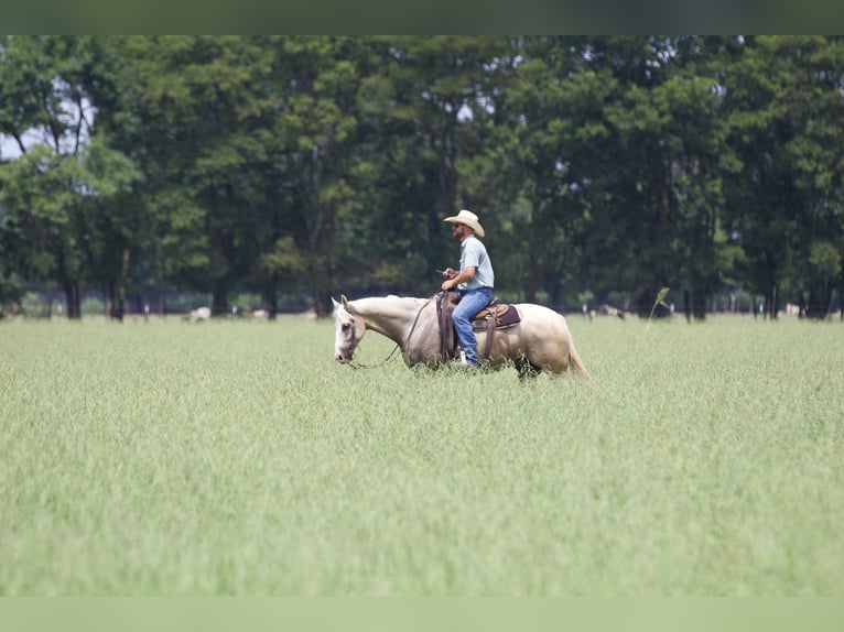 American Quarter Horse Castrone 6 Anni 152 cm Palomino in Collinsville