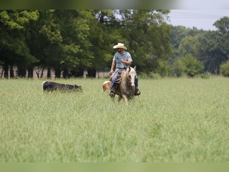 American Quarter Horse Castrone 6 Anni 152 cm Palomino in Collinsville